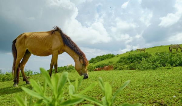 La estepa verde utilizada como pasto para caballos por los nativos.