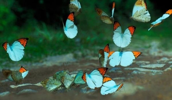 Alas de mariposa blancas, azules y luego amarillas... flotan bajo la hermosa luz del sol, como en un mundo mágico.